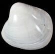 1 1/4 to 1 1/2" Polished, Cretaceous Fossil Clams - Photo 3